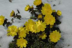 雪の中で咲く福寿草