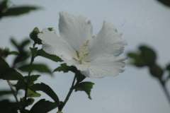 白いムクゲの花