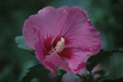 ピンク色のムクゲの花