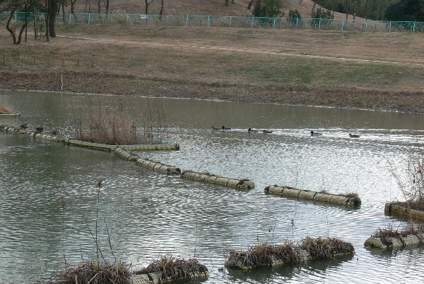 下池の鳥たち