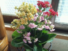 JRG̎ʐ^