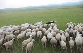 ���������֌Õ��������_�̑呐���B�n�ɏ�����������񂪒ǂ����Ă�r�̌Q��B