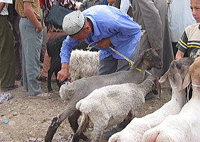 �r�̖т�����j���B�E���Q���͂��łɊۖV��ɂ��ꂽ�r�����B�B