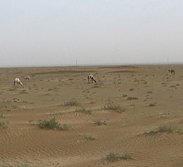 �^�N���}�J�������B�p�k���̂�т�Ɛ����Ȃ�����H��ł���B