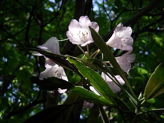 IMGP6683.jpg(21116 byte)