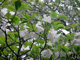 IMGP6726.jpg(29116 byte)