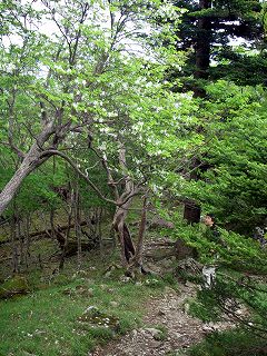 IMGP6742.jpg(37554 byte)