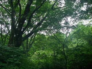 IMGP6754.jpg(48058 byte)