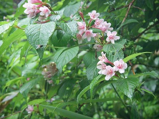 IMGP6756.jpg(38081 byte)