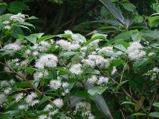 IMGP6758.jpg(43535 byte)