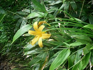 IMGP7093.jpg(31466 byte)