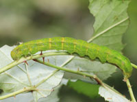 アカキリバの幼虫