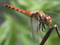 �A�L�A�J�l