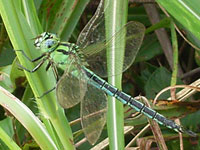 �g���{�}�Ӂ@�����}�ȑ�