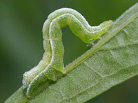 エゾギクキンウワバの幼虫