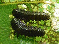 ハンノキハムシの幼虫