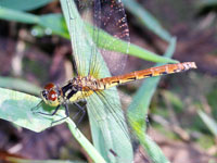 �q���A�J�l