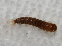 ヒメカツオブシムシの幼虫