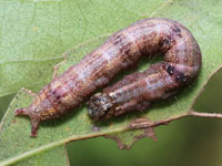 ヒナシャチホコの幼虫