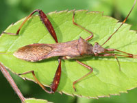 ホソヘリカメムシ