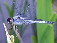 �R�t�L�g���{