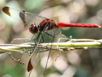 �R�m�V���g���{