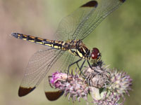 �R�m�V���g���{