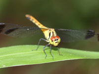 �}���^�e�A�J�l