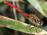 �}���^�e�A�J�l