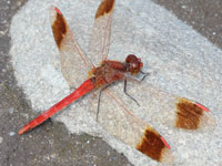 �~���}�A�J�l