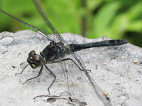 ���c�A�J�l