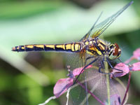 ���c�A�J�l