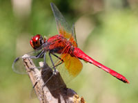 �l�L�g���{