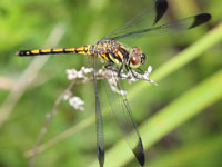 �m�V���g���{