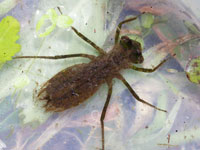 ヤゴ図鑑｜トンボ科