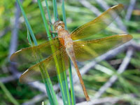 �I�I�L�g���{