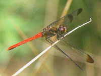 ���X�A�J�l