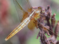 �V���E�W���E�g���{