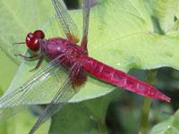 �V���E�W���E�g���{