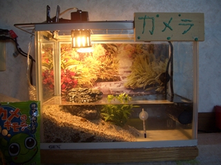 CIMG8258_R.JPG