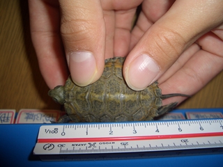 CIMG8261_R.JPG