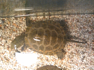 shell.JPG