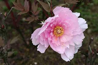 Weblog of Hajime Kato