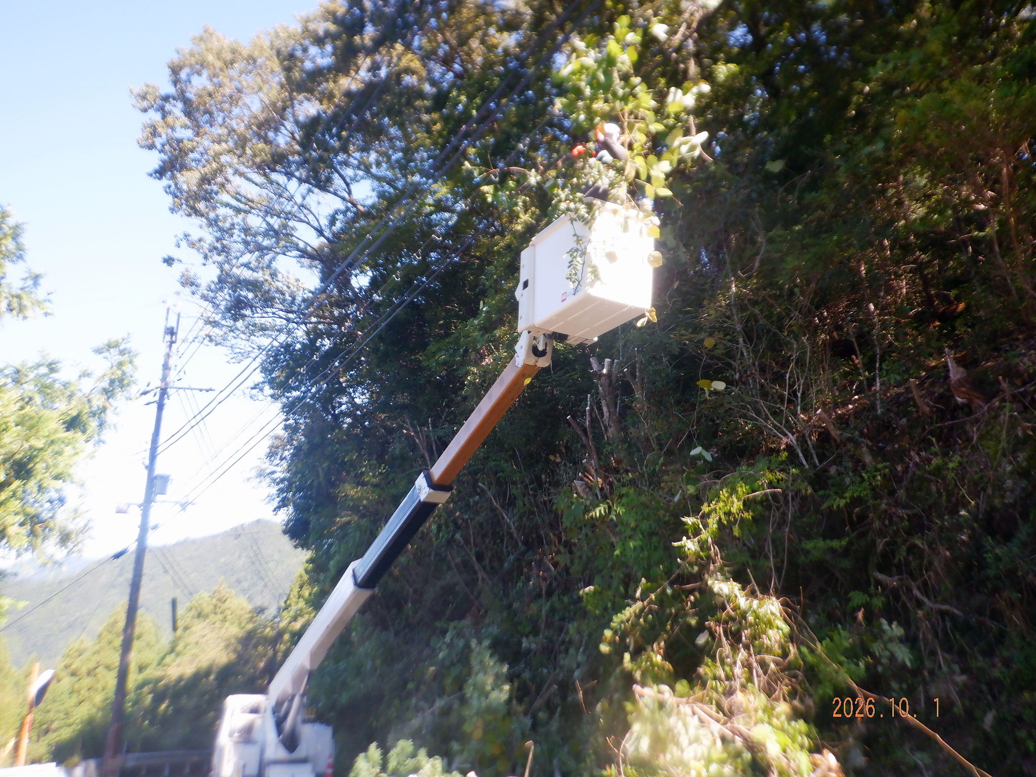 電線付近の伐採の写真