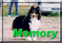 思い出の愛犬の情報はこちらです。いままで一緒に過ごしてきたShetland Sheepdogの情報です。すでに亡くなってしまった子の思いでとしてここに掲載しております。