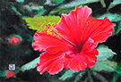 ハイビスカス
