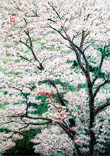 山桜