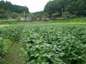 �摜�R