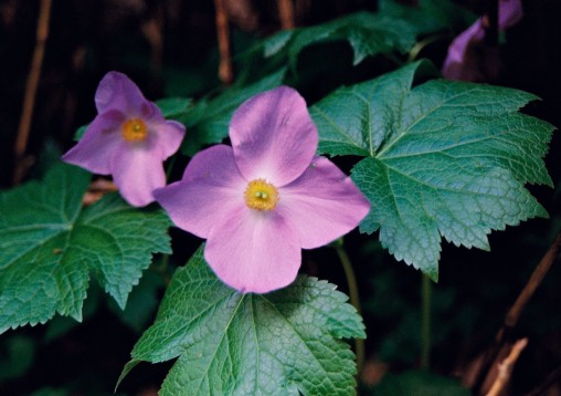山野草　超希少純白花　エゾツツジ　D 山野草 超希少白花 エゾツツジ D