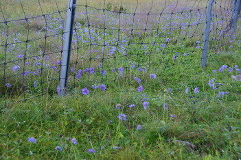 お花畑にはネットが
